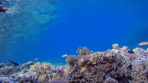 Tropical Underwater Fish Reef