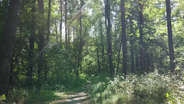 Slow Motion View of Green Forest By Day