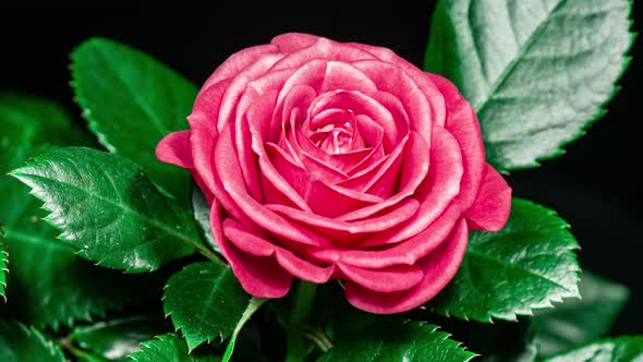 Red Rose Plant Blooming Flower in Time Lapse on a Black Background. Single One Flower Opens Bud