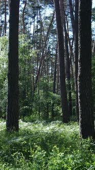 Vertical Video of a Forest with Trees