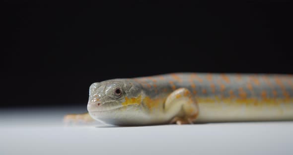 Adorable Colorful Reptile Lizard with Gray and Orange Skin Close Up