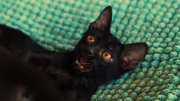 Cute black kitten in a playful mood