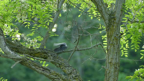 Midsized grey bird puffs up its chest and cleans its feathers before taking flight off of a tree bra