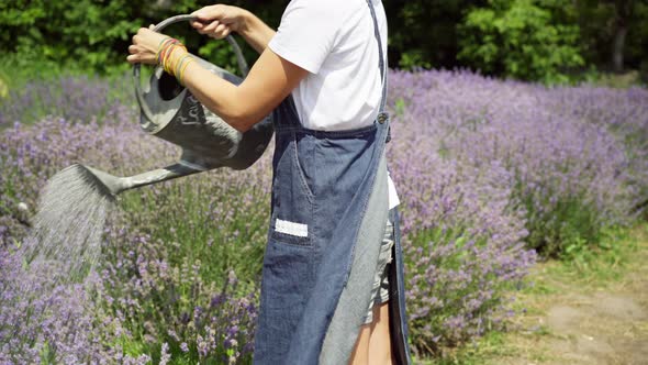 Unrecognizable Slim Woman Watering Flowers on Lavender Field on Sunny Summer Day