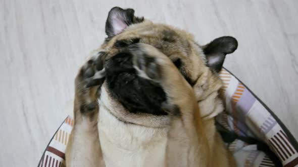 Portrait of Funny Pug Dog Washes, Licks Paws, Gets Ready for Bed