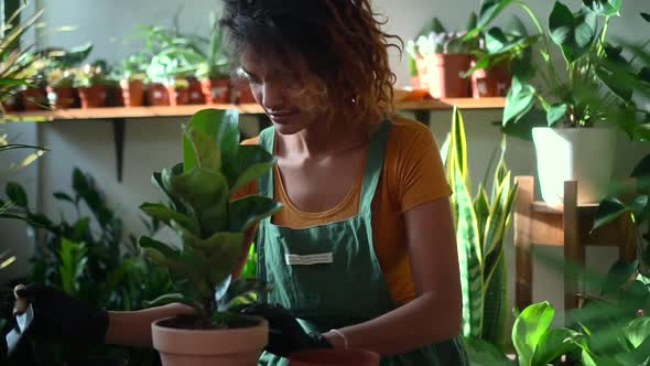 Woman Gardener Wearing Apron Taking Care of Green Plant While Standing in House Room Spbd