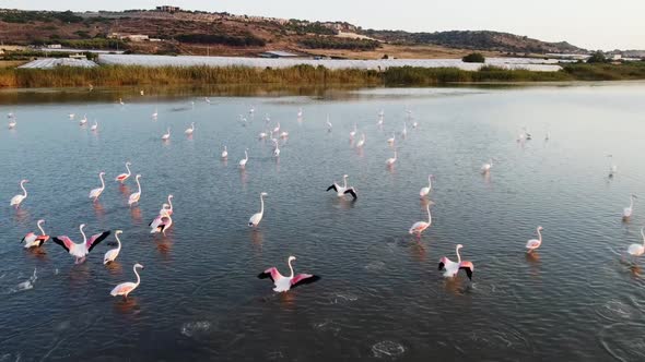 FLock Of Pink Flamingos Landing And Wading On The Shallow Calm Water At The Vendicari Nature Reserve