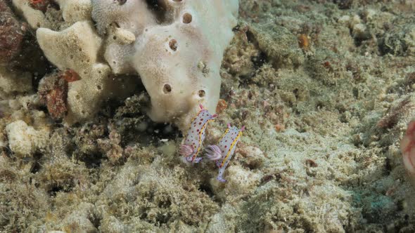 Two Nudibranch sea creatures slowlye along a coral reef structure. Underwater view