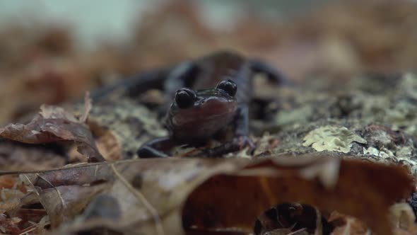 shots of north carolina native salamanders