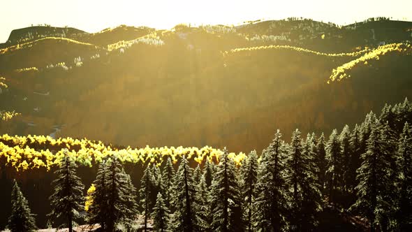 Beautiful Sunset View in Cedar Forest in Front of Sayan Mountain Range