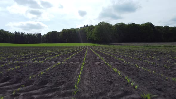 Cropland at the 'Lochemse berg' in the Achterhoek, rural area in Gelderland, the Netherlands, Aerial