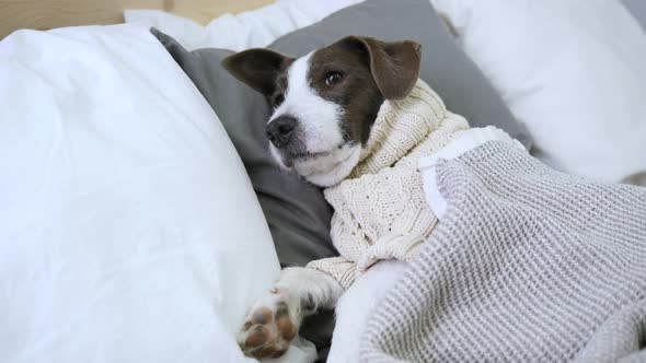 Tired Dog Resting On Bed Lying On Pillows