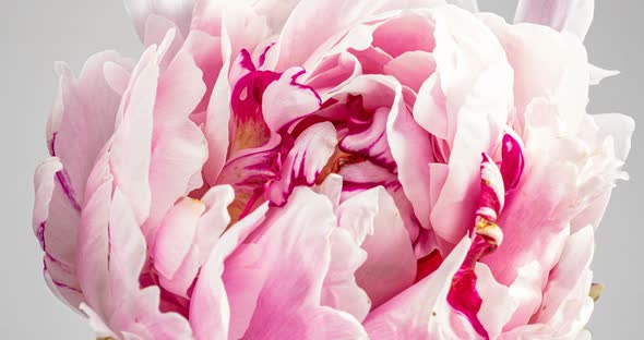 Beautiful Pink Peony Background. Blooming Peony Flower Open, Time Lapse, Close-up. Wedding Backdrop