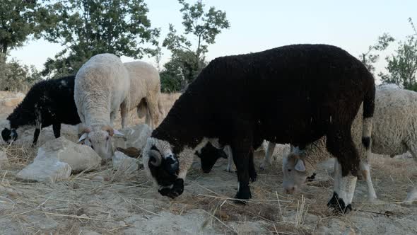 Sheep Grazing Field