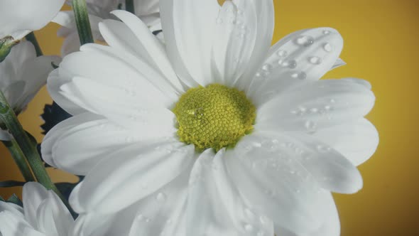 Bouquet of White Chrysanthemums on a Yellow Studio Background