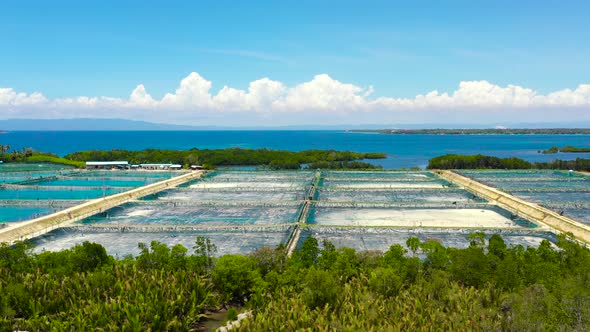 The Shrimp Farming in Philippines