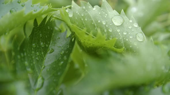 Closeup of Green Leaves with Drops of Water After Rain
