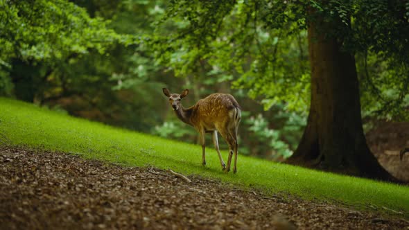 Deer Standing On Grassy Slope In Forest And Grooming