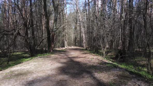 Aerial View of the Road Inside the Forest