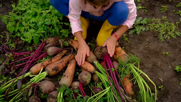 The Child Holds the Harvest of Beets and Carrots in His Hands