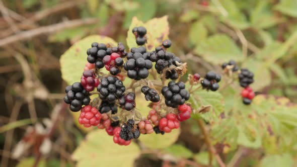 Slow motion of European blackberry bush 1080p FullHD footage - Red and black Rubus fruticosus fruit 