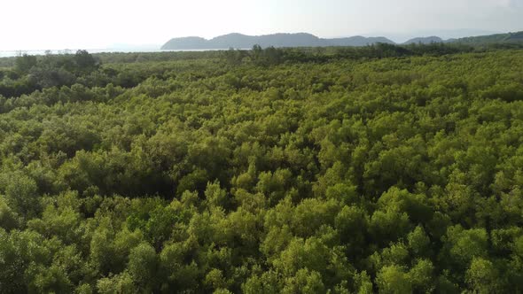 Drone view green mangrove trees 