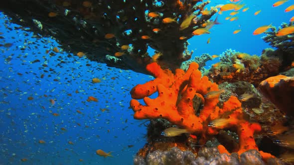 Underwater Red Sponge