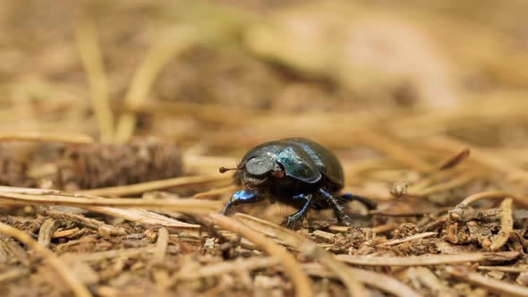 Close-up of an Earth-boring Dung Beetle Geotrupidae on the Forest Floor