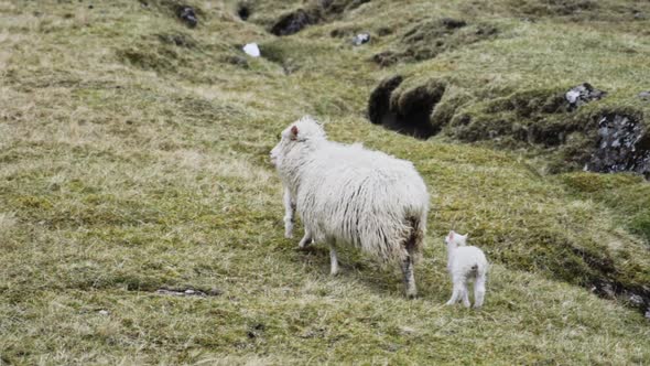 Lambs And Sheep Walking On Grass