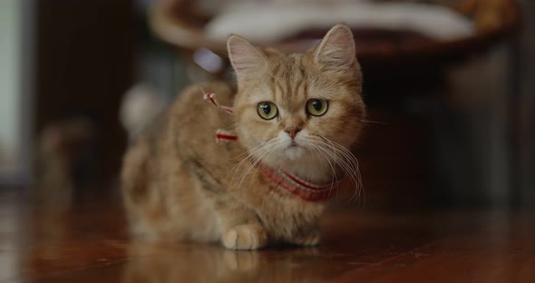 Lovely Tabby British short hair kitten lying on the floor prepares to jump for snap onto something.