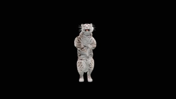 64 White Tiger Dancing HD