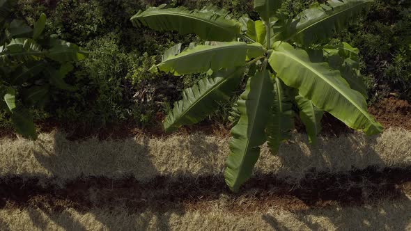 Low altitude aerial view of organic farm rows, mulch and banana trees