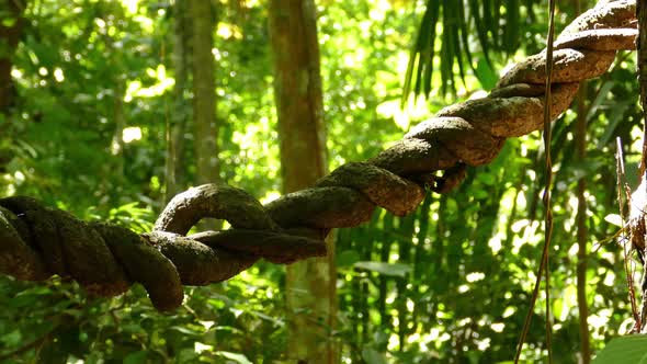 Natural wooden spun rope made by nature in majestic dense jungle