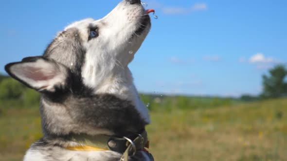 Female Owner Pouring Muzzle of Her Siberian Husky From Plastic Bottle with Water at Field