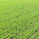 Flying backwards over the crop of wheat cultures 4K drone footage - VideoHive Item for Sale