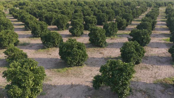 Young Olive Trees Growing on Plantation in Row Close Up