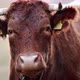 A Close Up of a Cow Looking at the Camera and Chewing in Slow Motion - VideoHive Item for Sale