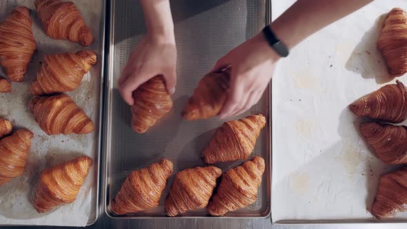 Baker Places Freshly Baked French Croissants on Baking Sheet