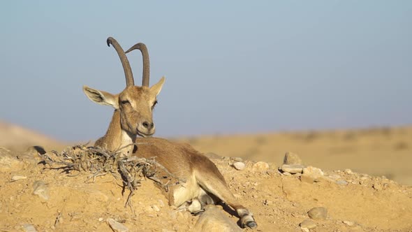 Ibex resting in the desert. Sde Boker, Neguev desert of Israel.