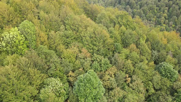 Trees in the Mountains Slow Motion. Aerial View of the Carpathian Mountains in Autumn. Ukraine