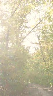 Vertical Video Trees in the Autumn Forest in the Afternoon