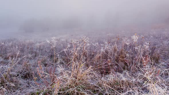 Field in the Fog