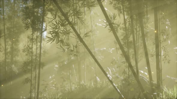 Asian Bamboo Forest with Morning Fog Weather