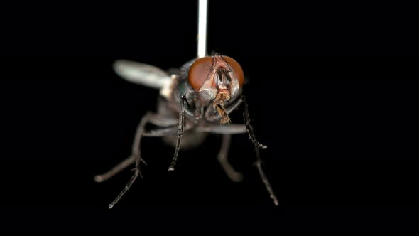 Fly Rotates on a Black Background