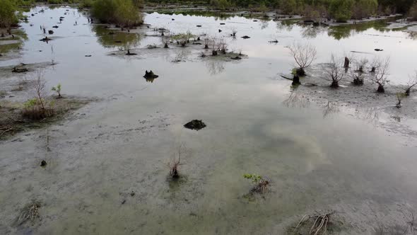 Move over dry mangrove tree reflection of sky