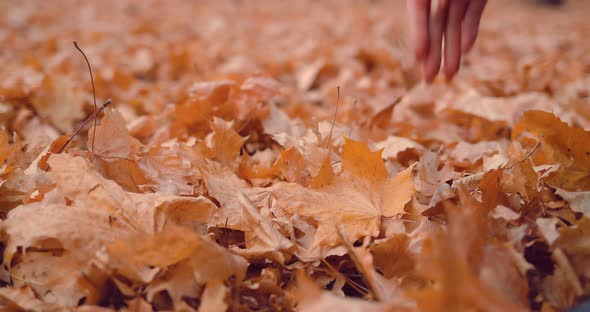 Girl's Hand Picking Up an Autumn Leaf on the Ground Covered with Foliage