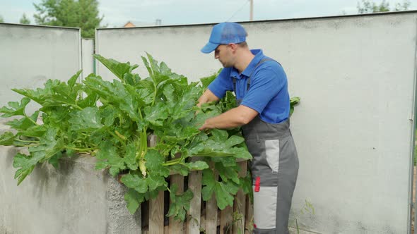 Man Takes Care of His Zucchini on Compost in His Garden