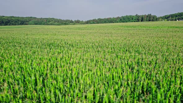 Corn Field Flight Over the Cream of Corn Stalks Excellent Growth