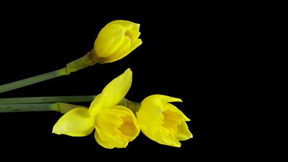 Timelapse of Growing Yellow Daffodils or Narcissus Flower