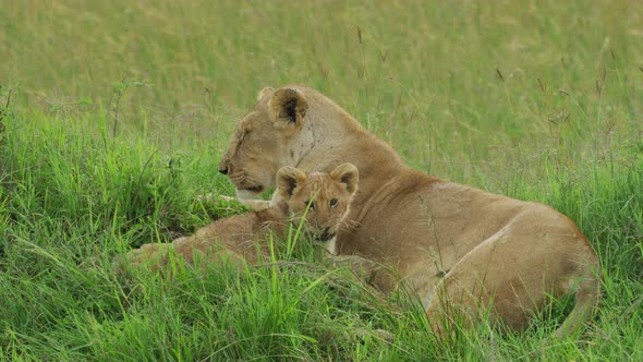 Lioness resting with its cub